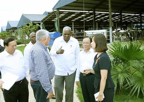 Delegación cubana visita granja lechera en la provincia de Son La - ảnh 1