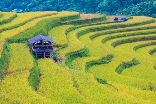 Terrazas de arroz de Hoang Su Phi, una creación genial de los étnicos locales - ảnh 2