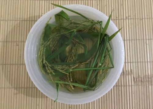 Los Tay celebran la nueva cosecha de arroz con rituales ancestrales - ảnh 1