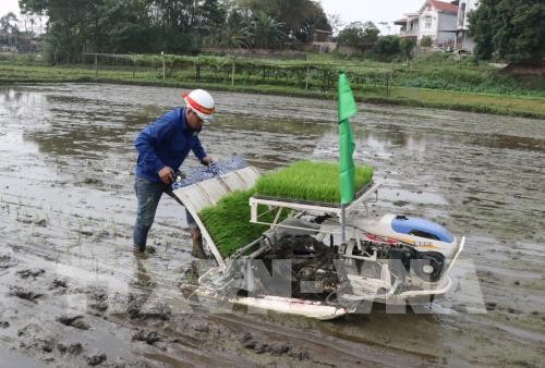 Reanudan producción agrícola en localidades vietnamitas tras días feriados del Tet - ảnh 1