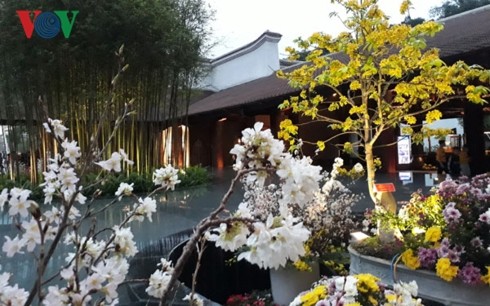 Quang Ninh inaugura el Festival de Flores de Cerezo y Ochna Yen Tu 2019 - ảnh 1
