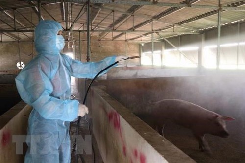 Vietnam capaz de producir una vacuna contra la peste porcina africana - ảnh 1