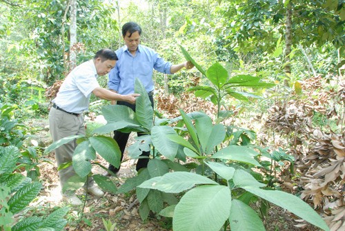 Plantas medicinales, fuente de ingresos de la etnia Dao en Quang Ninh - ảnh 1