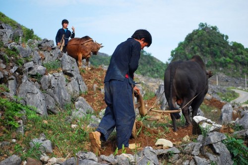 La etnia Mong y su técnica especial de cultivo en zonas rocosas - ảnh 2