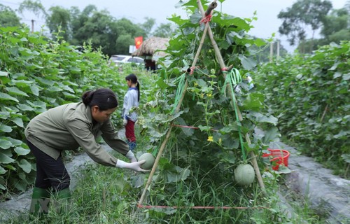 Agricultura vietnamita recibió en últimos 20 años cuantiosa ayuda oficial para el desarrollo - ảnh 1