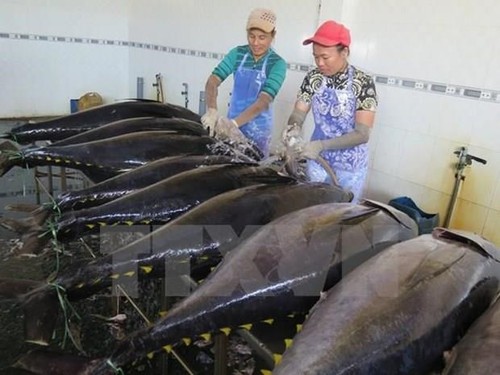 Grecia aumenta importación de atún vietnamita - ảnh 1