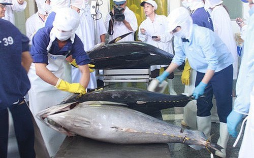 Crecen exportaciones de atún de Vietnam a México - ảnh 1