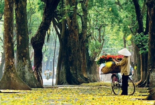 La belleza otoñal de Hanói reflejada en la música - ảnh 1