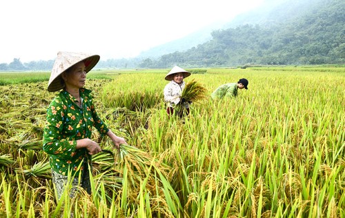 El sector agrícola de Vietnam espera una temporada dorada en 2021 - ảnh 1
