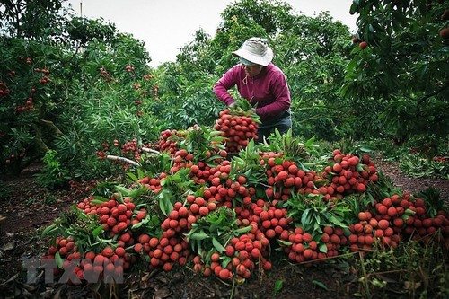 Ministerio de Agricultura y Desarrollo Rural de Vietnam apoya el consumo de lichi y otros productos agrícolas - ảnh 1