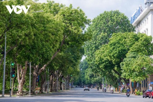 Hanói planta más de 100.000 árboles con motivo del Año Nuevo Lunar - ảnh 1