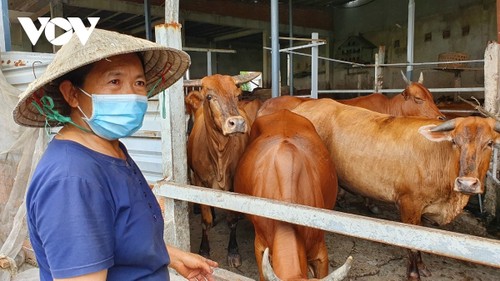 Familia campesina en Ciudad Ho Chi Minh gana fortuna con la cría bovina - ảnh 1
