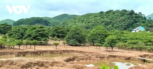 Habitantes de Tien Yen concientizados sobre la​ protección de​ manglares - ảnh 1