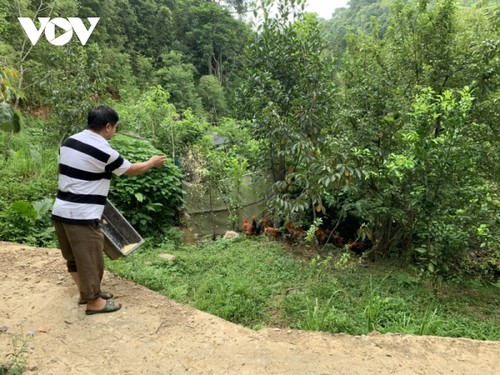 Hoang Trong Dung, un destacado agricultor de la etnia Tay - ảnh 2