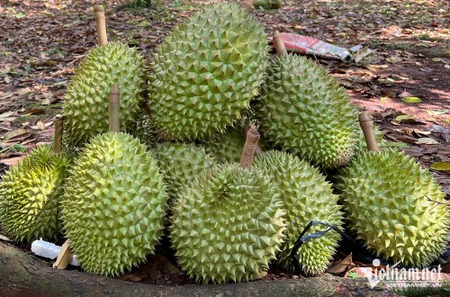 Siguen aumentando exportaciones de durián vietnamita a China - ảnh 1