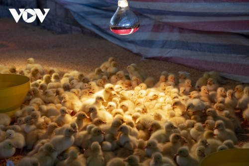 Agricultores ganan grandes ingresos con la cría de patos gracias a modelos de alta tecnología - ảnh 2