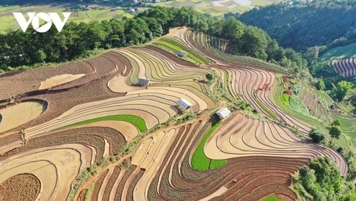 Magníficos campos de arroz en terrazas durante la temporada de crecidas - ảnh 3