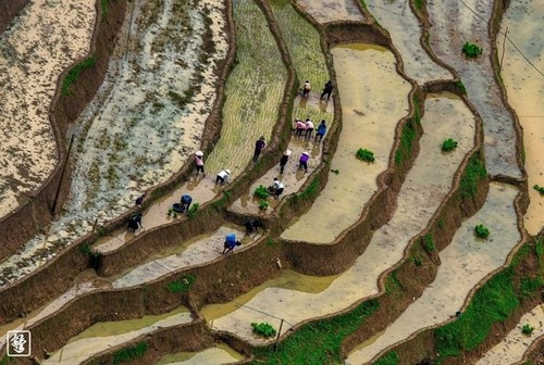 Magníficos campos de arroz en terrazas durante la temporada de crecidas - ảnh 4