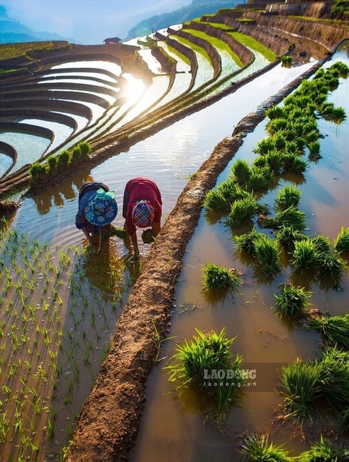 Magníficos campos de arroz en terrazas durante la temporada de crecidas - ảnh 6