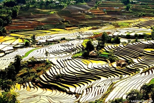 Magníficos campos de arroz en terrazas durante la temporada de crecidas - ảnh 8