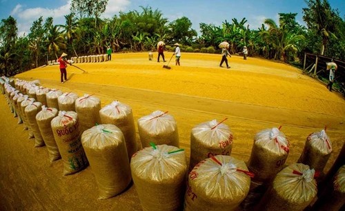 Vietnam busca garantizar la seguridad alimentaria, promover la producción y exportación sostenibles de arroz - ảnh 1