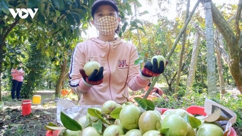 Promueven el consumo de productos agrícolas en zonas remotas y montañosas de provincias vietnamitas - ảnh 1