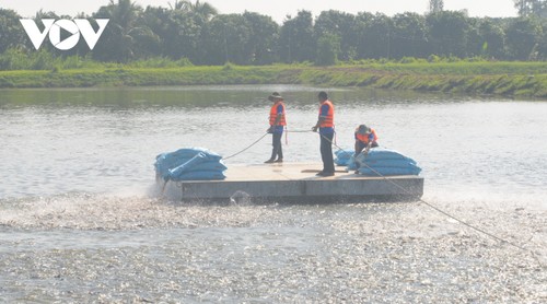 La industria del pangasius en el delta del Mekong apunta a una economía circular y reducción de emisiones - ảnh 1