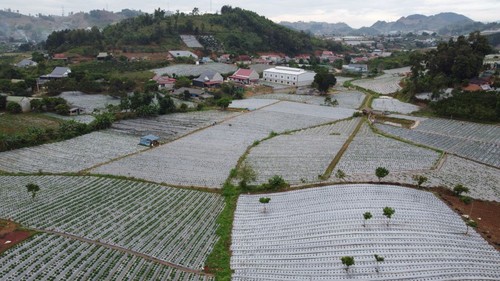 Plantación de frutillas, la promesa de un gran negocio para los agricultores de Son La - ảnh 1