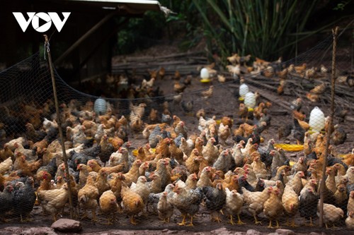 Crianza de pollo Tien Yen: modelo económico exitoso de los agricultores de Ha Lau - ảnh 1