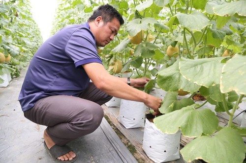 Hai Duong aplica altas tecnologías en producción agrícola  - ảnh 2