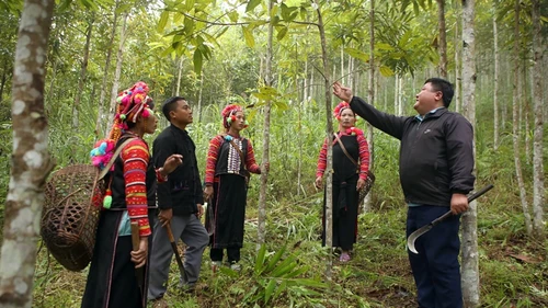 Comunidades étnicas en Lai Chau prosperan con el cultivo de canelos - ảnh 1