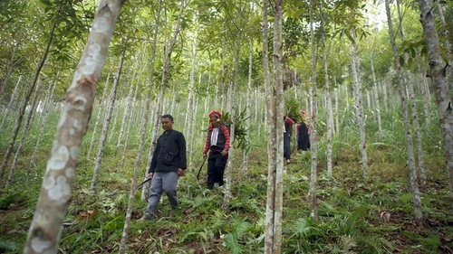 Comunidades étnicas en Lai Chau prosperan con el cultivo de canelos - ảnh 2