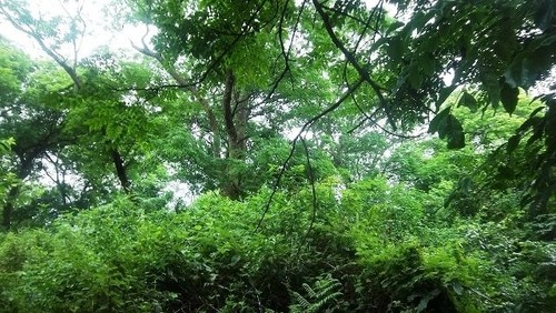 Vietnam vende más de 5 millones de créditos de carbono forestal  - ảnh 1