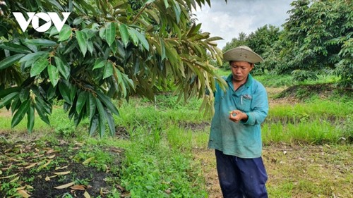 Long An mise sur une exportation durable de durian - ảnh 1