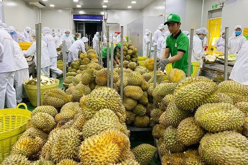 Exportation: 2023, une année prometteuse pour les fruits vietnamiens - ảnh 1