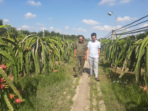 Lê Van Thuy, l'agriculteur qui a réussi à faire fortune grâce au fruit du dragon  - ảnh 1