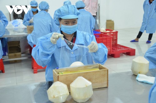 Bên Tre prête à exporter des noix de coco vers la Chine  - ảnh 2