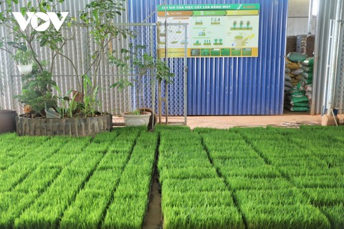 Nguyên Thi Hà: L'enthousiaste des vastes rizières d'Haiphong - ảnh 2