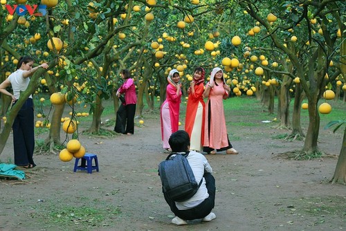 สวนส้มโอ ฟุ๊กเหยียน – สถานที่เช็คอินที่น่าสนใจในช่วงตรุษเต๊ต - ảnh 4