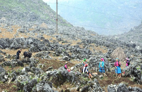 Mong ethnic people cultivate on rocks - ảnh 2