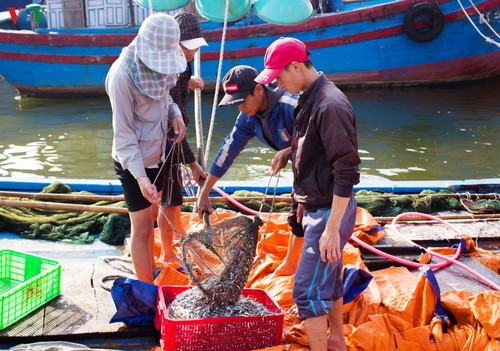Quang Tri fishermen revel in bumper anchovy harvest  - ảnh 1