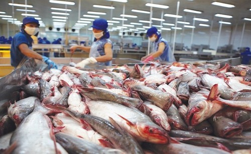 Export of tra fish to US increases slightly - ảnh 1