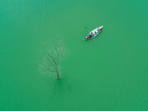 Amazing photos of “Lonely Trees” in Vietnam - ảnh 11