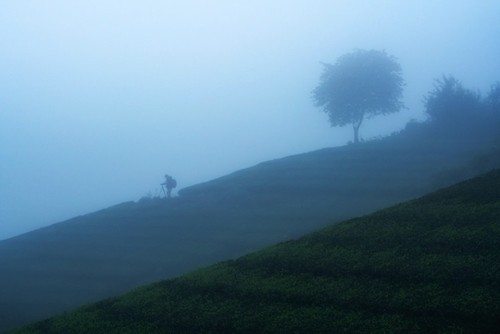 Amazing photos of “Lonely Trees” in Vietnam - ảnh 12