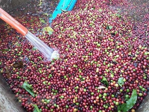 Vietnam develops high-quality coffee - ảnh 1