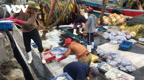 Central region fishermen enjoy bumper catch - ảnh 1