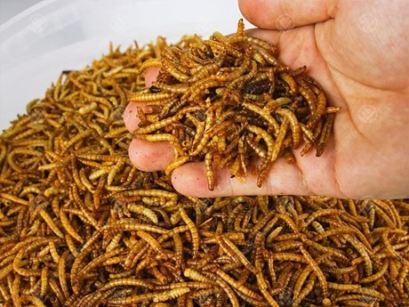 Vietnam authorised to export insect-based food to EU - ảnh 1