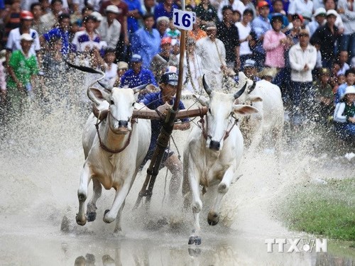 Tưng bừng lễ hội đua bò Bảy Núi, An Giang - ảnh 1