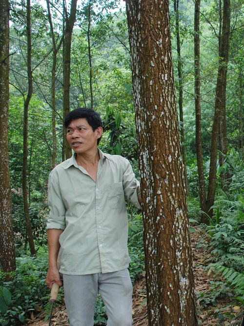 Nông dân Yên Bái trồng rừng tăng thu nhập - ảnh 1