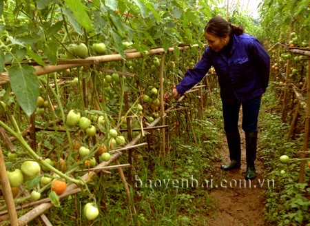 Xã Tuy Lộc, tỉnh Yên Bái, duy trì và nâng cao chất lượng các tiêu chí nông thôn mới - ảnh 2
